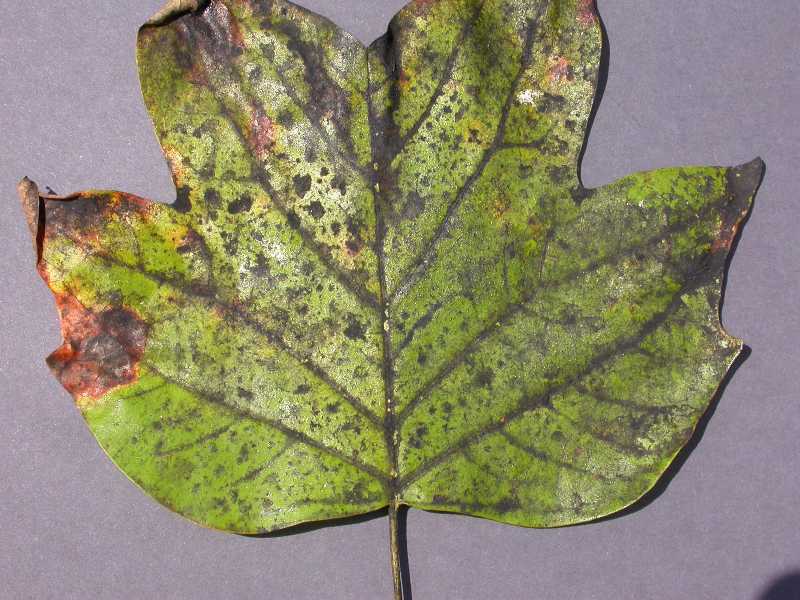 Fall Allergy Solutions